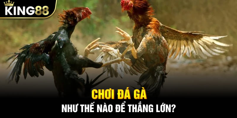 Chơi đá gà như thế nào để thắng lớn?