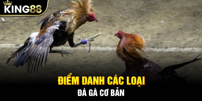 Điểm danh các loại hình đá gà cơ bản