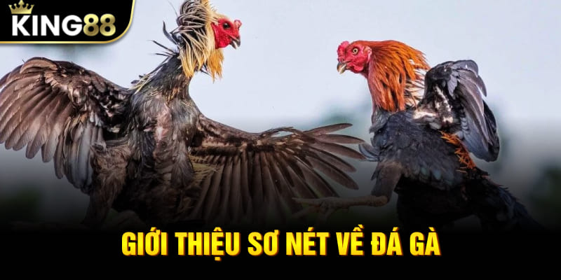 Giới thiệu sơ nét về đá gà
