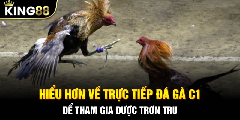 Hiểu hơn về trực tiếp đá gà C1 để tham gia được trơn tru